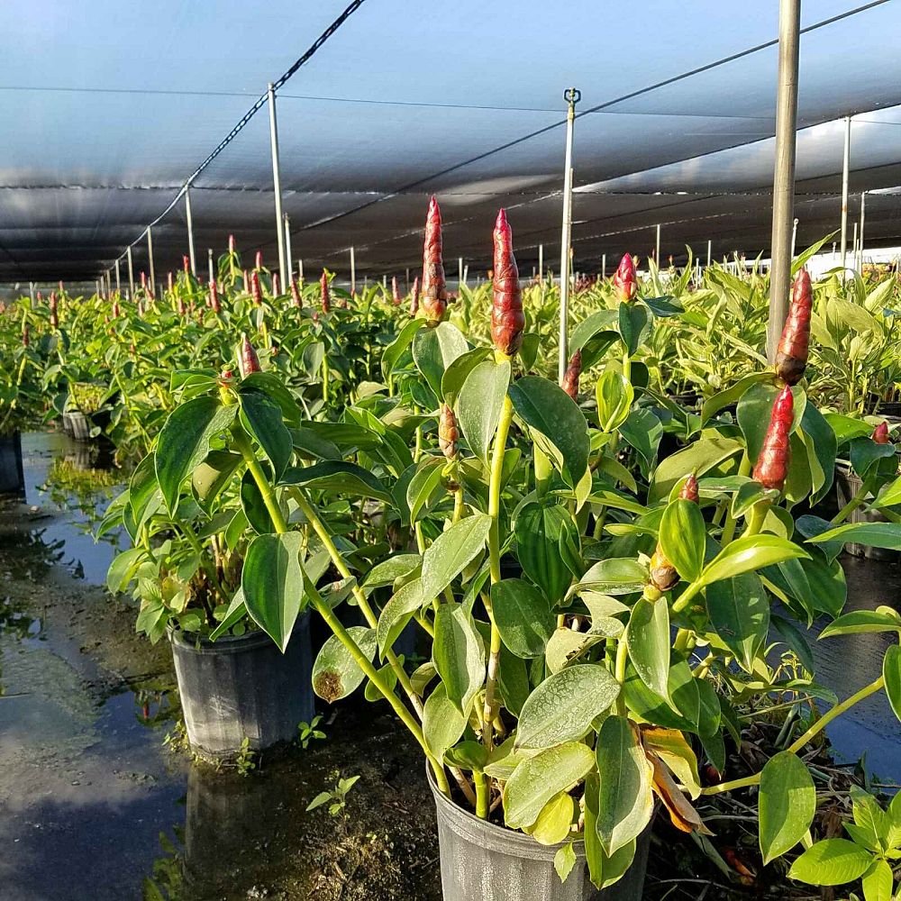costus-woodsonii-red-button-ginger