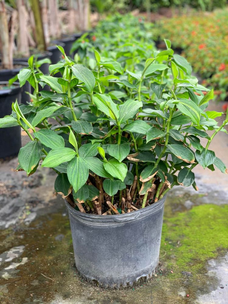 costus-woodsonii-red-button-ginger