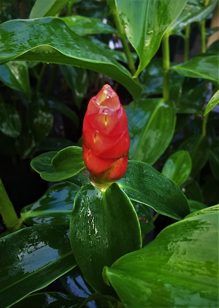 costus-woodsonii-red-button-ginger