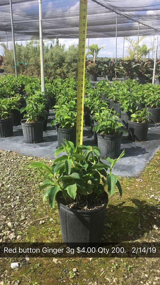 costus-woodsonii-red-button-ginger