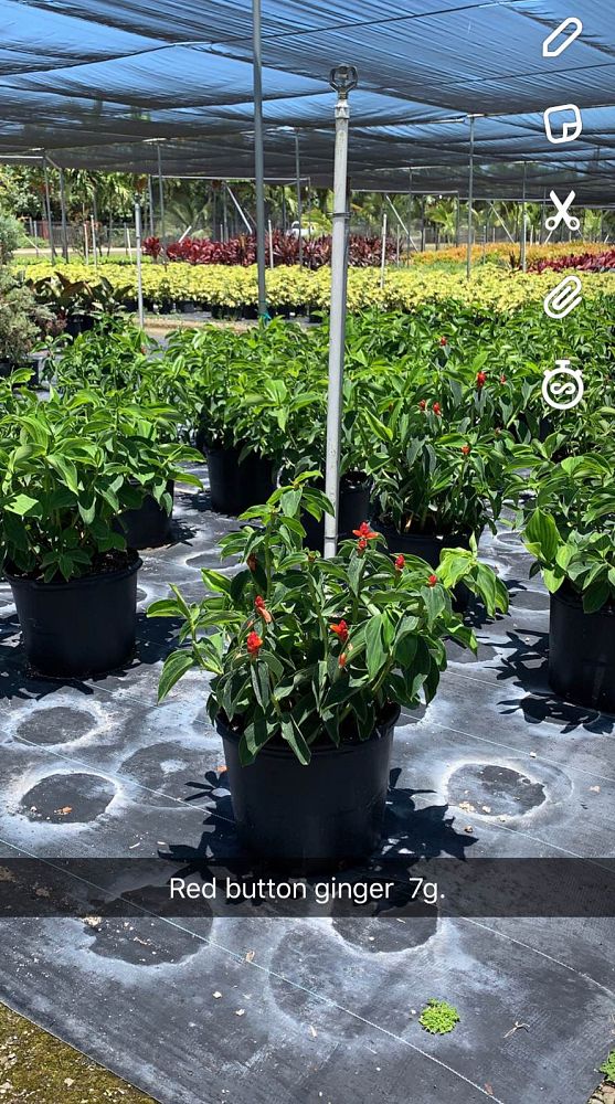 costus-woodsonii-red-button-ginger