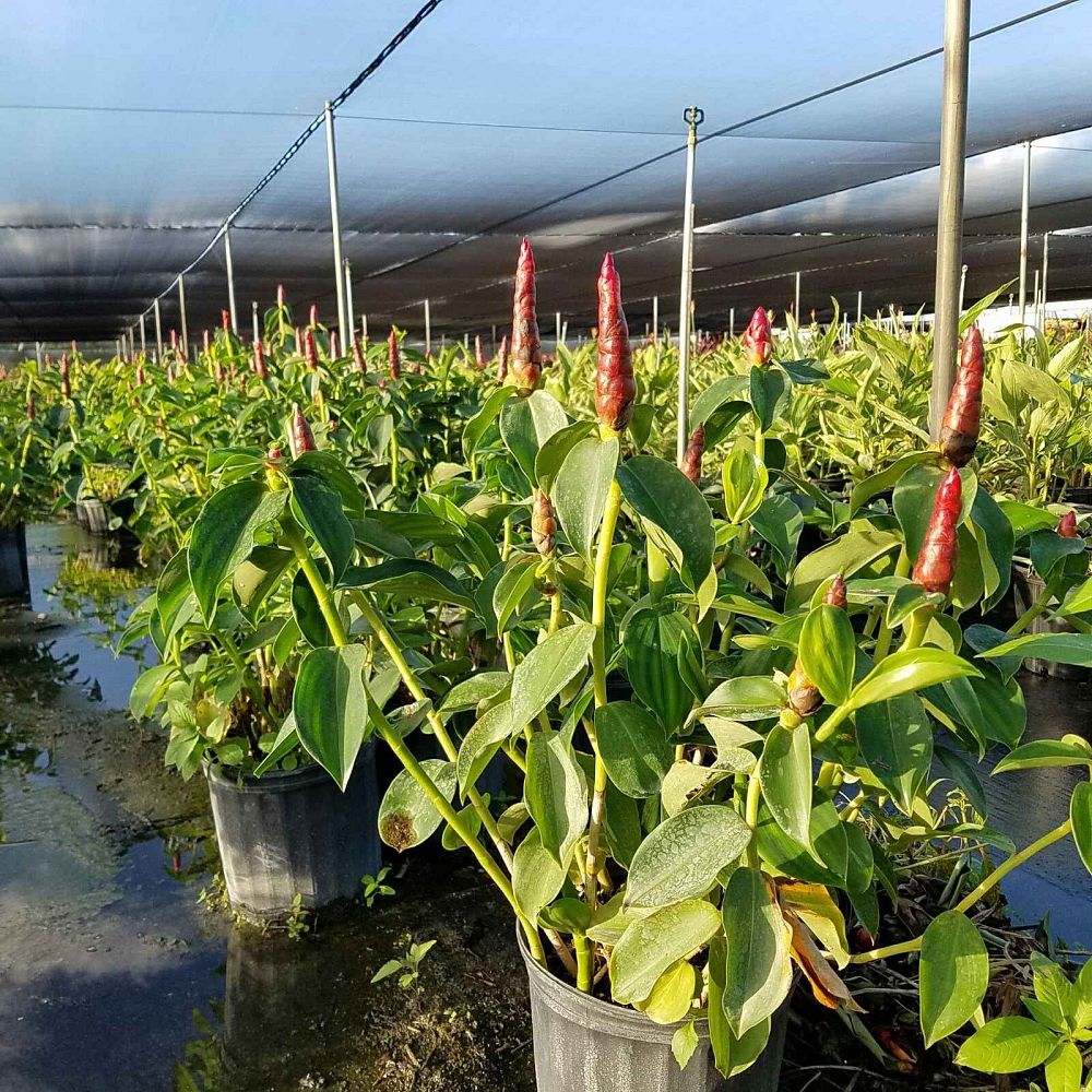 costus-woodsonii-red-button-ginger