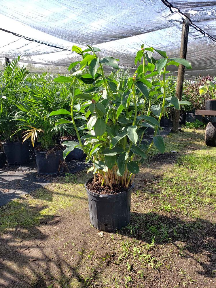 costus-woodsonii-red-button-ginger