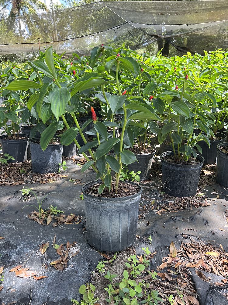 costus-woodsonii-red-button-ginger