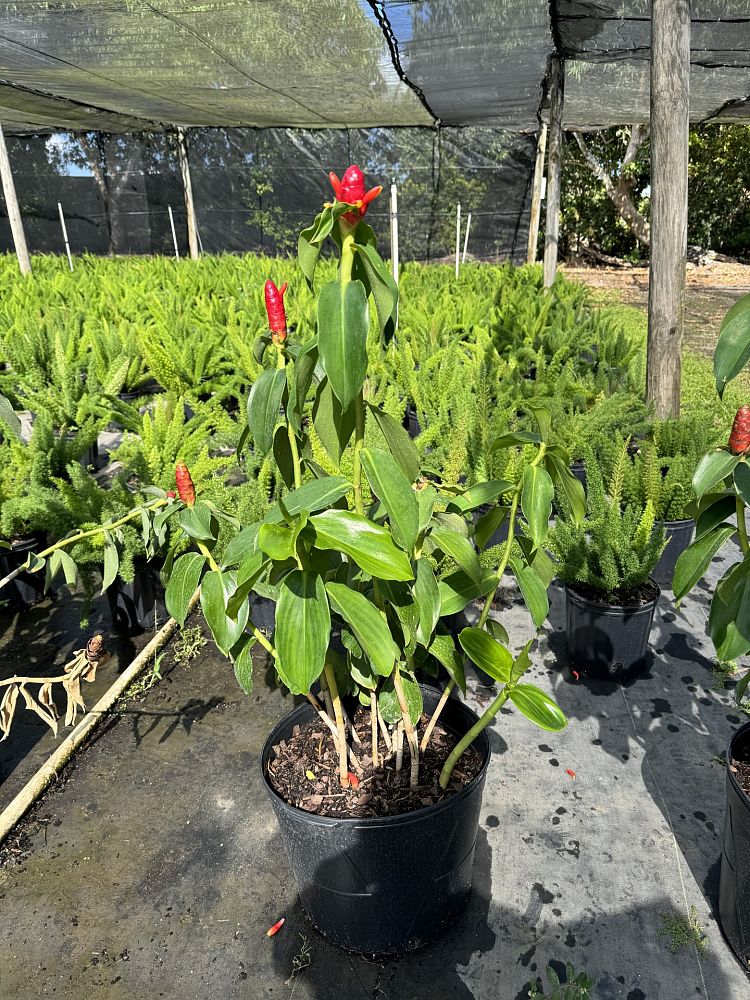 costus-woodsonii-red-button-ginger