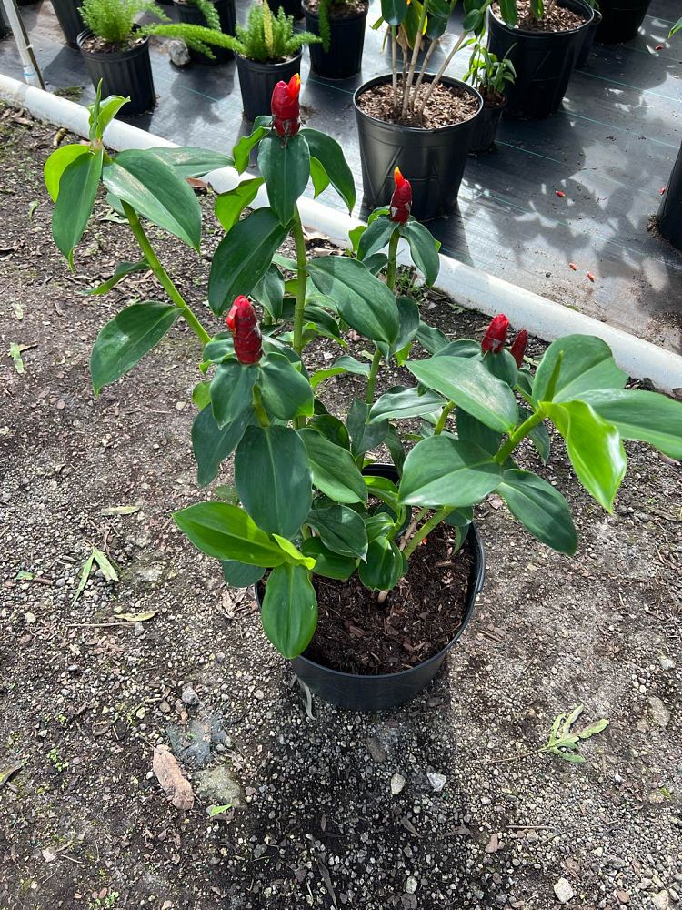 costus-woodsonii-red-button-ginger