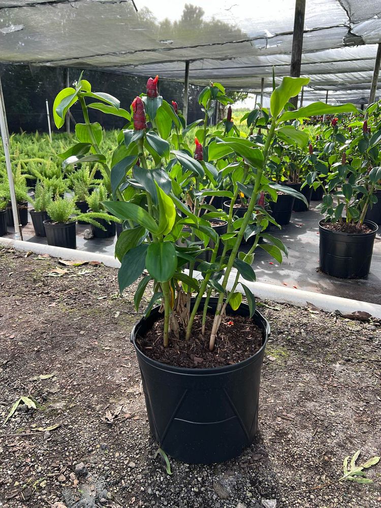 costus-woodsonii-red-button-ginger