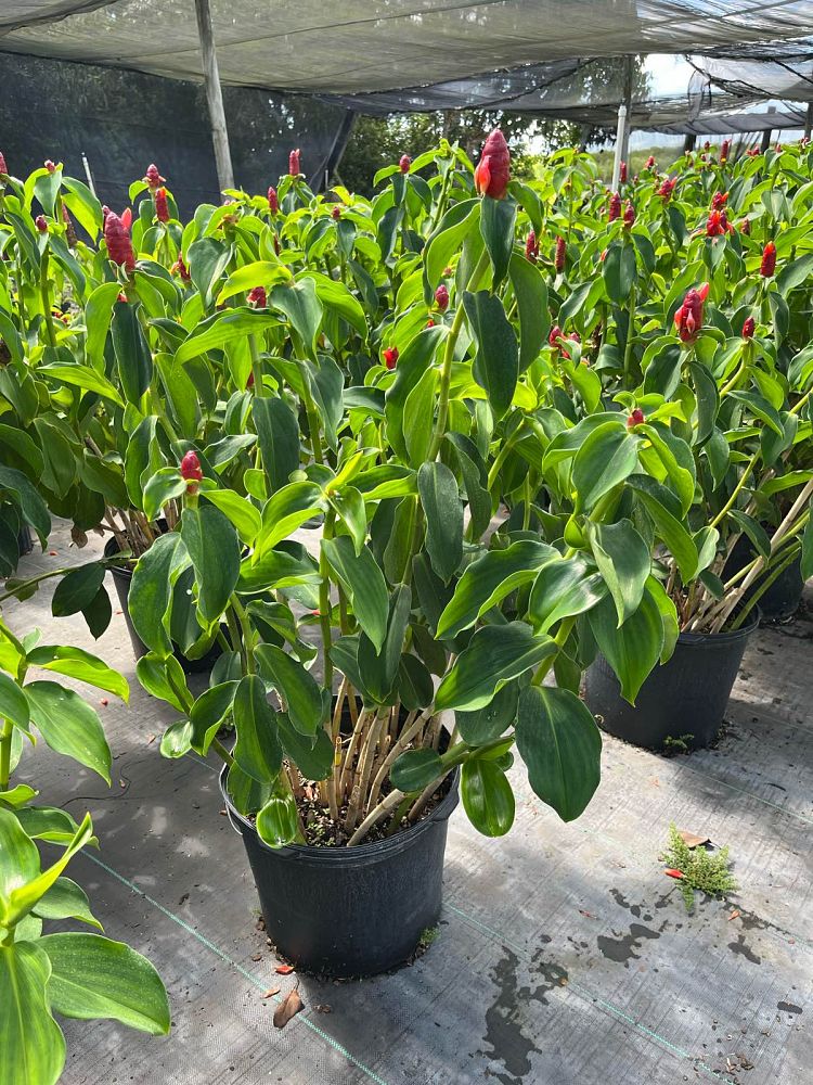 costus-woodsonii-red-button-ginger