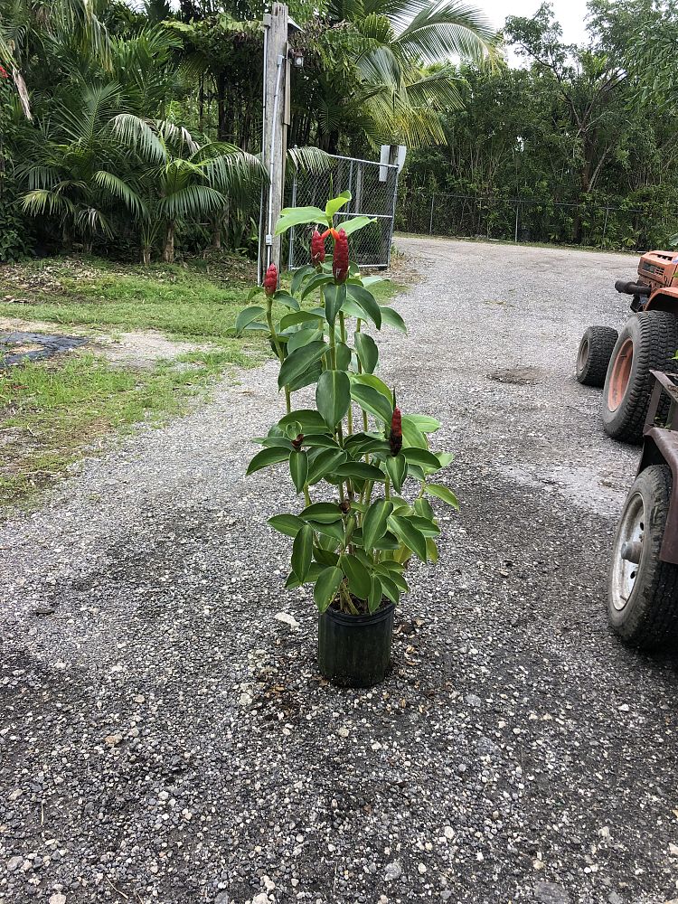 costus-woodsonii-red-button-ginger