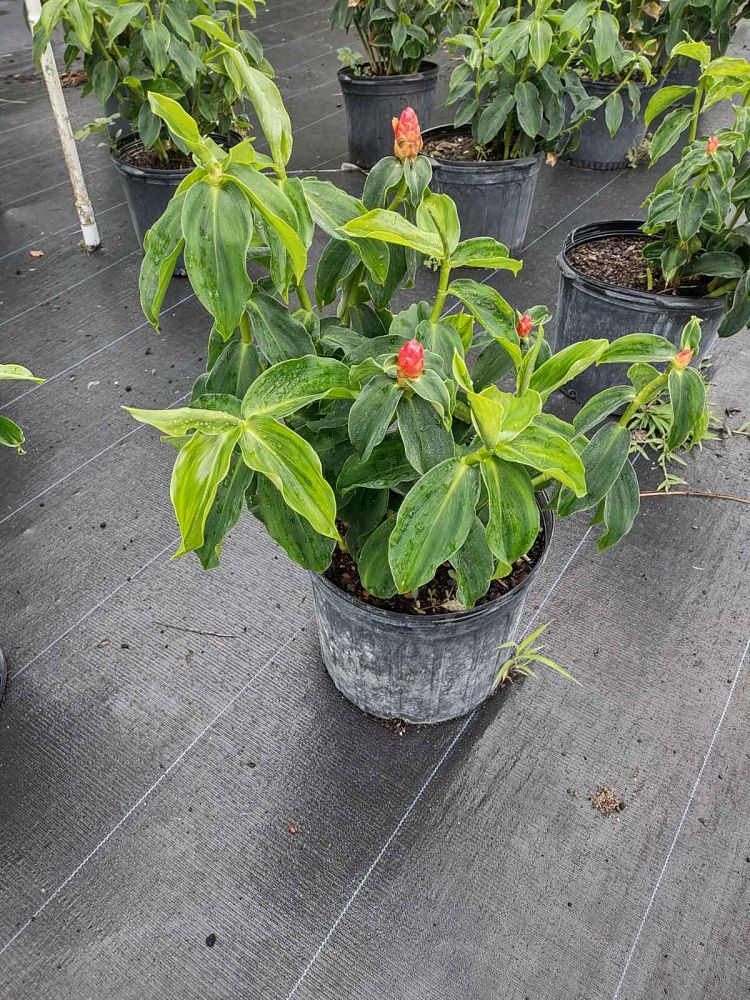 costus-woodsonii-red-button-ginger