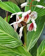 costus-woodsonii-red-button-ginger