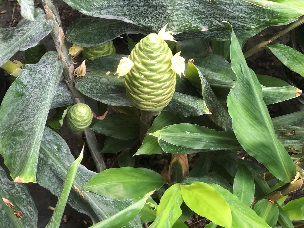 costus-woodsonii-red-button-ginger