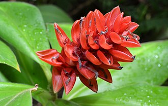 costus-woodsonii-red-button-ginger
