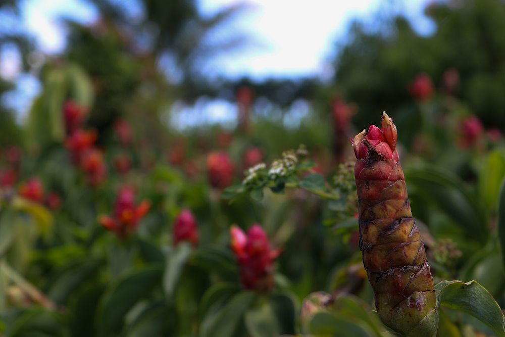costus-woodsonii-red-button-ginger