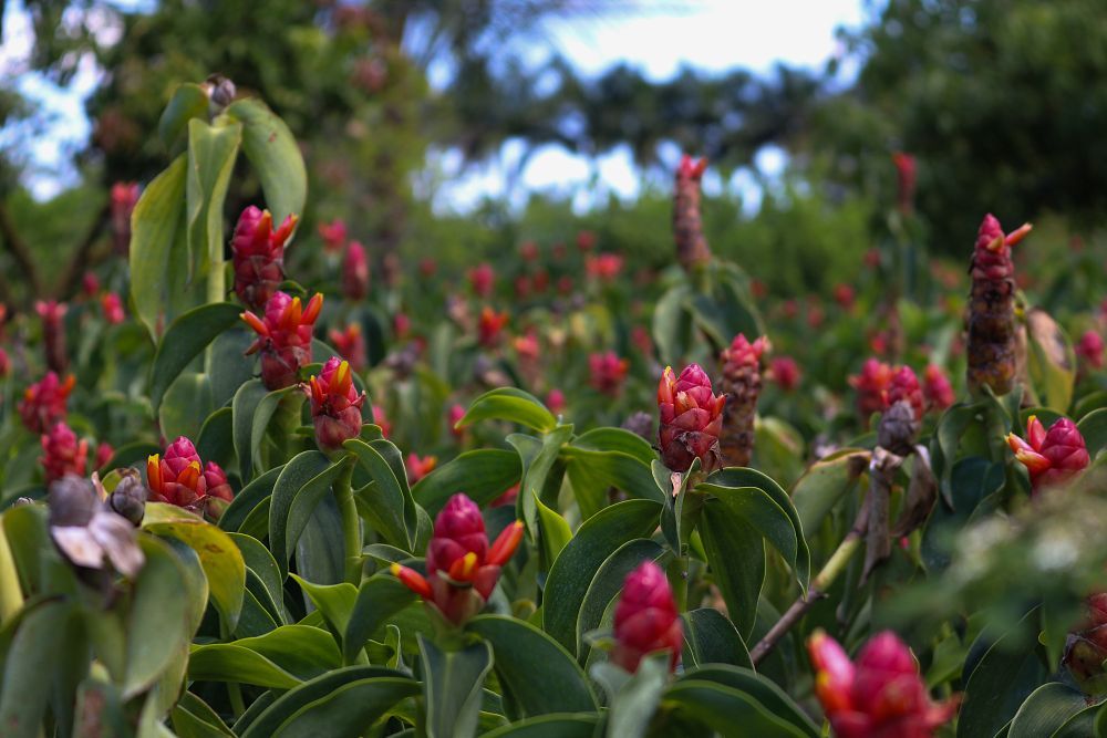 costus-woodsonii-red-button-ginger