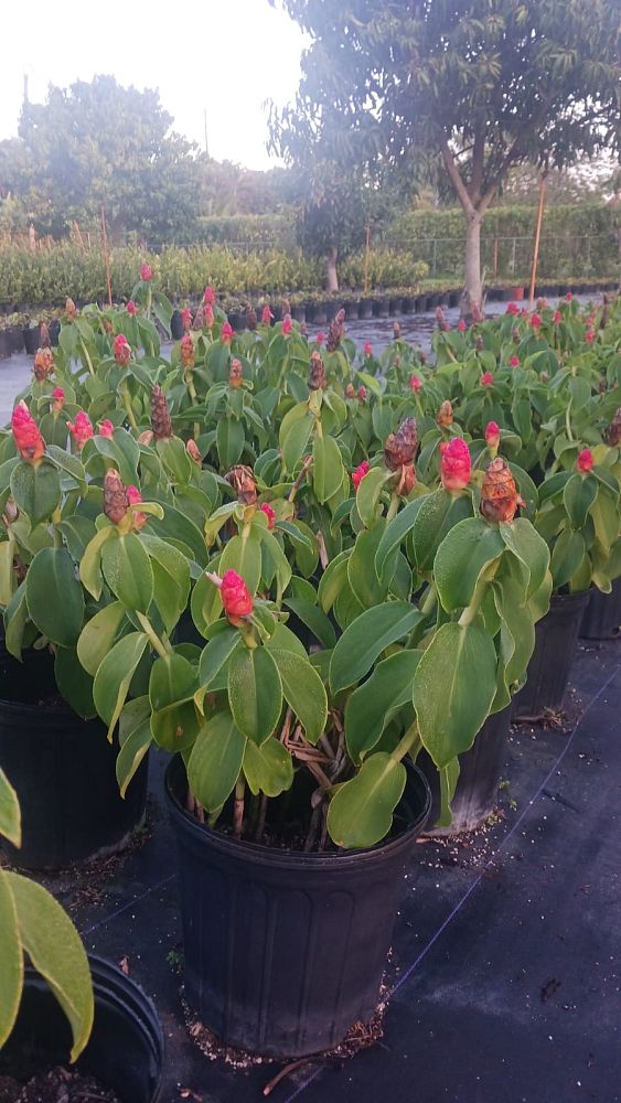 costus-woodsonii-red-button-ginger