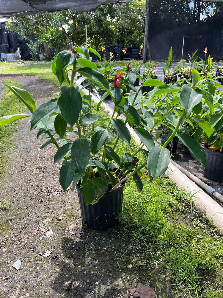 costus-woodsonii-red-button-ginger
