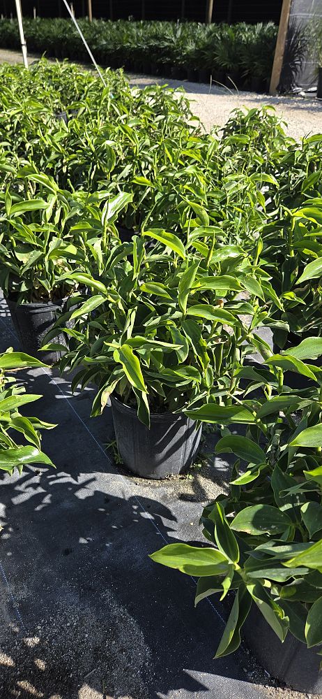 costus-woodsonii-red-button-ginger