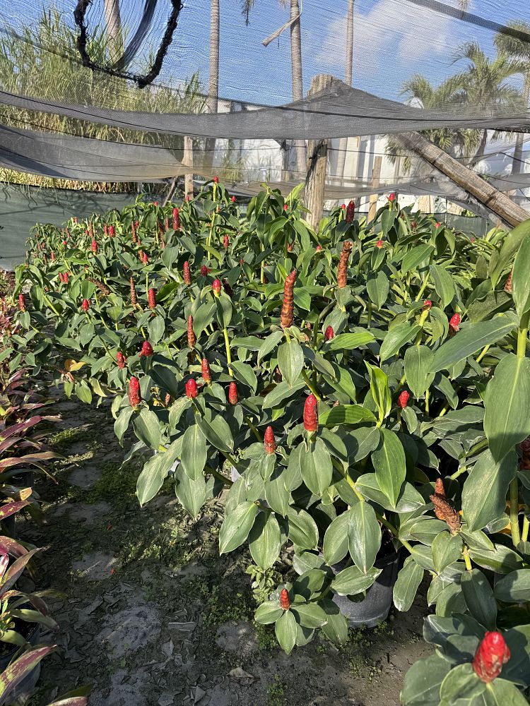 costus-woodsonii-red-button-ginger