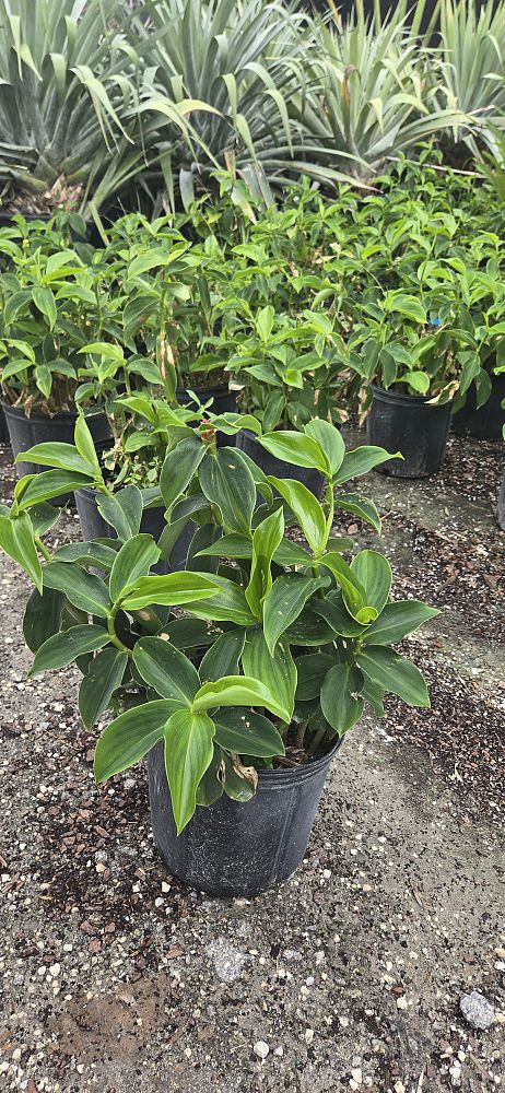 costus-woodsonii-red-button-ginger