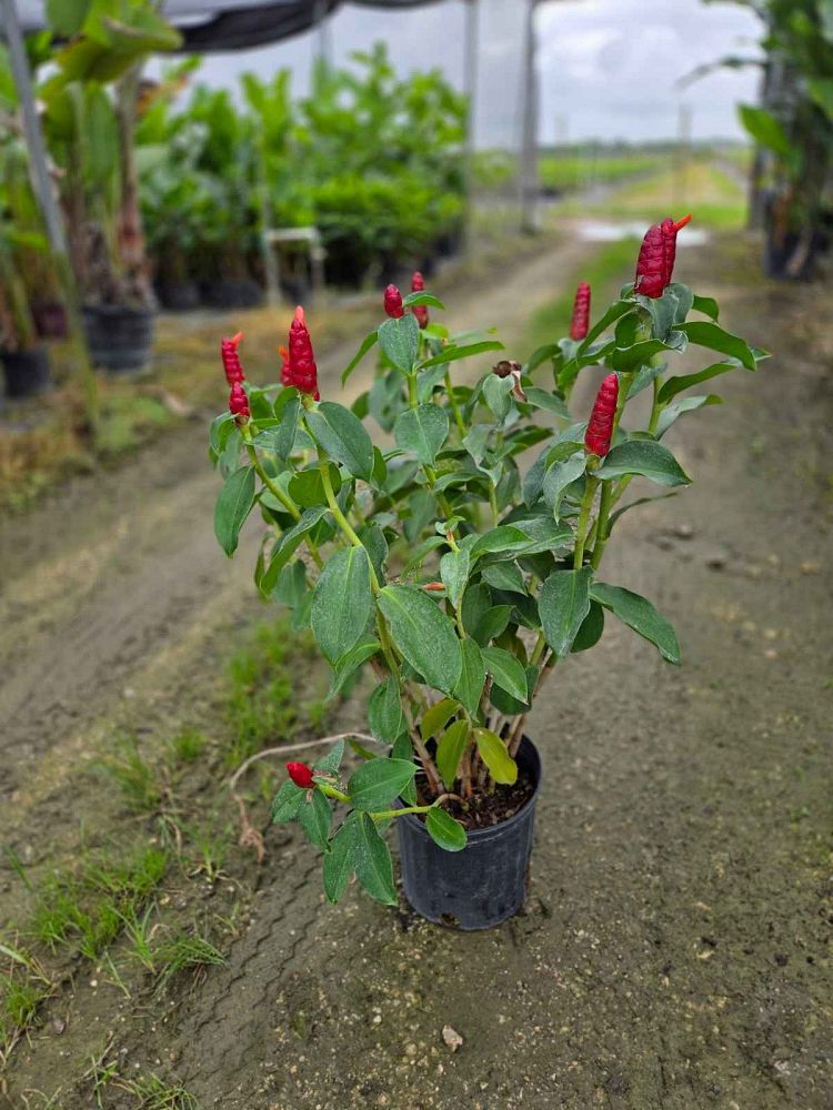 costus-woodsonii-red-button-ginger
