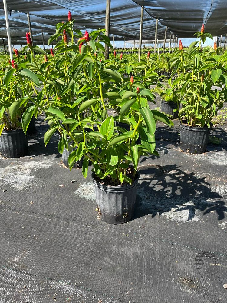 costus-woodsonii-red-button-ginger