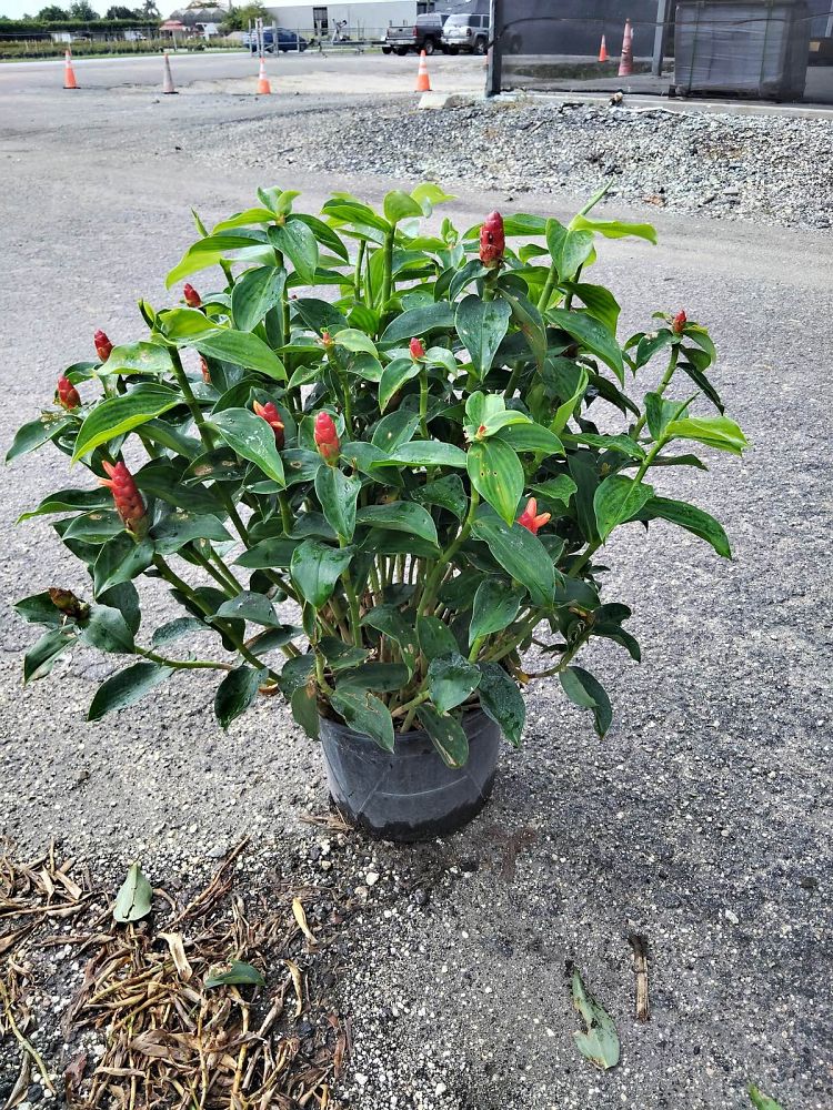 costus-woodsonii-red-button-ginger