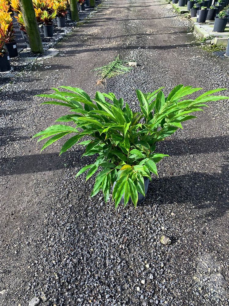 costus-woodsonii-red-button-ginger