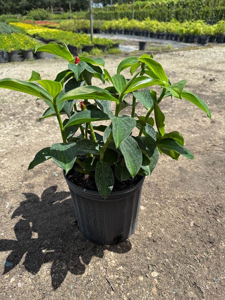 costus-woodsonii-red-button-ginger
