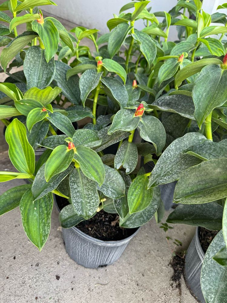 costus-woodsonii-red-button-ginger