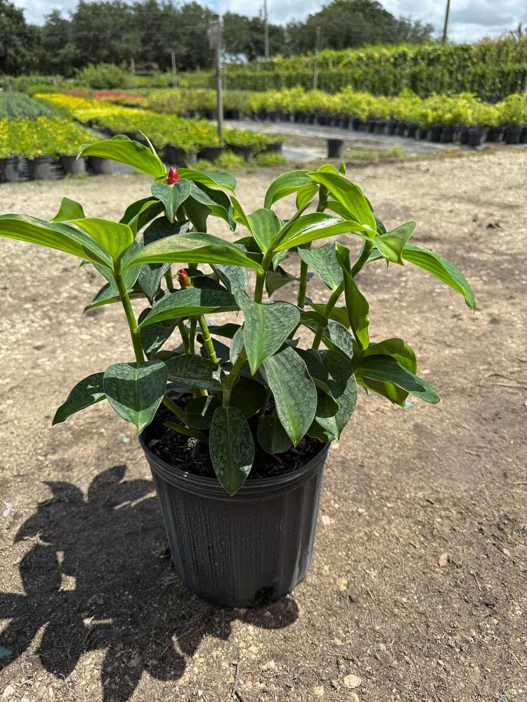 costus-woodsonii-red-button-ginger