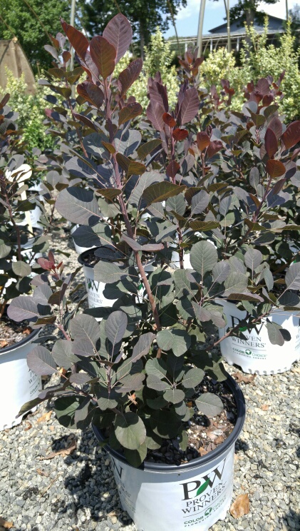 cotinus-coggygria-ncco1-winecraft-black-reg-cotinus