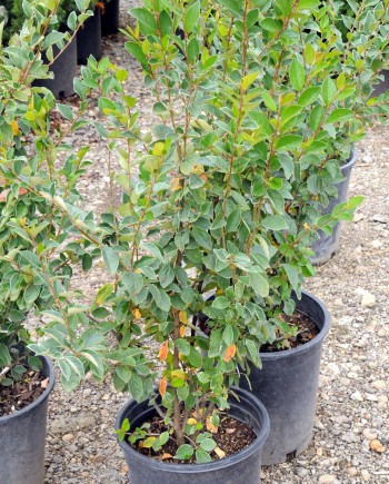 cotoneaster-acutifolius-peking-cotoneaster