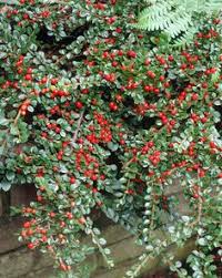 cotoneaster-adpressus-tom-thumb-creeping-cotoneaster