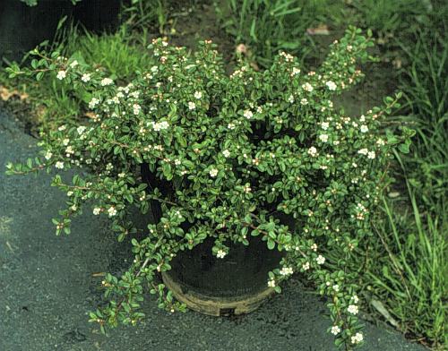 cotoneaster-dammeri-coral-beauty-bearberry-cotoneaster