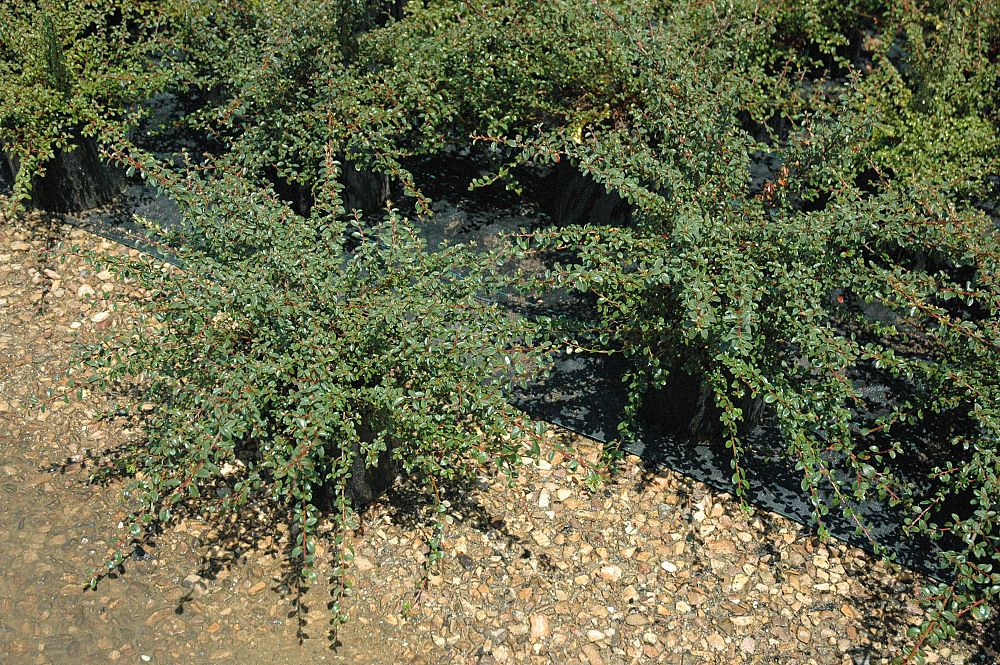 cotoneaster-dammeri-coral-beauty-bearberry-cotoneaster