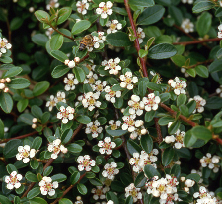 cotoneaster-dammeri-coral-beauty-bearberry-cotoneaster