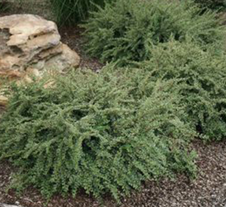 cotoneaster-horizontalis-variegatus-rockspray-cotoneaster