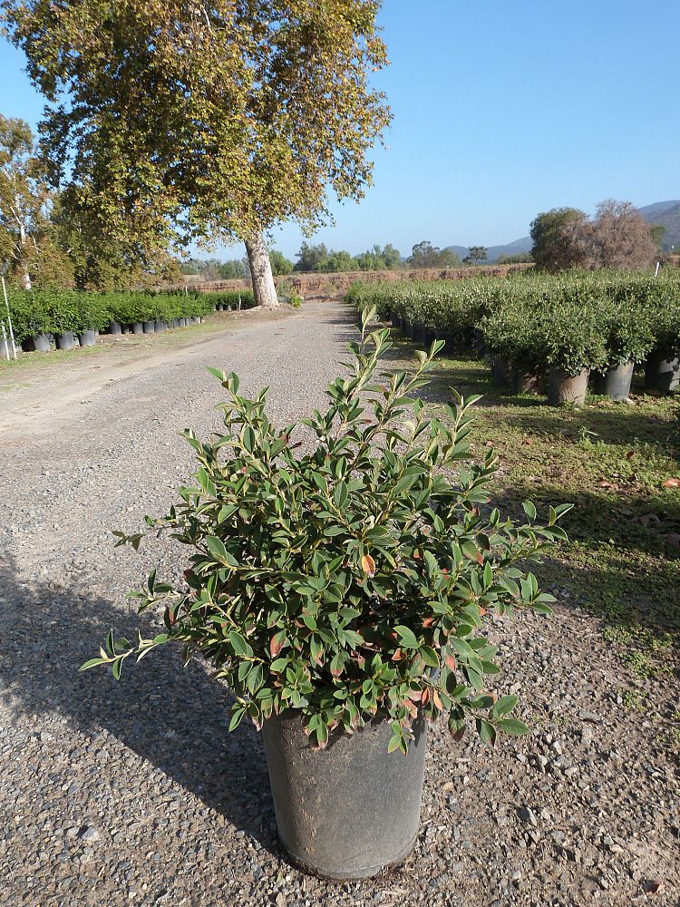 Cotoneaster Lacteus Parneyi Slubne Suknie Info