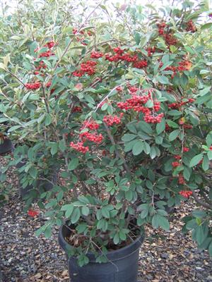 cotoneaster-lacteus-cotoneaster-parneyi