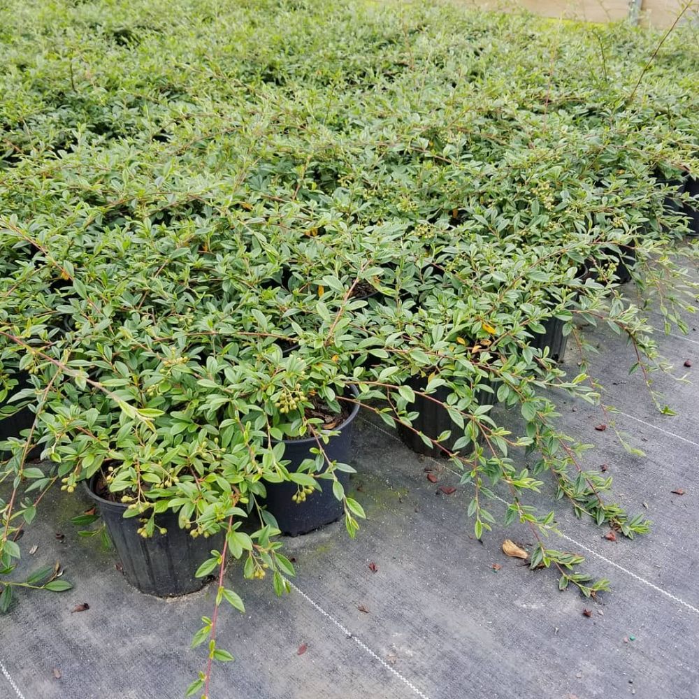 cotoneaster-salicifolius-scarlet-leader-willow-leaf-cotoneaster
