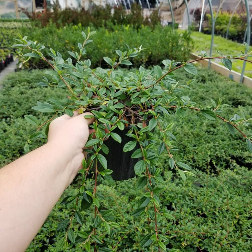cotoneaster-salicifolius-scarlet-leader-willow-leaf-cotoneaster