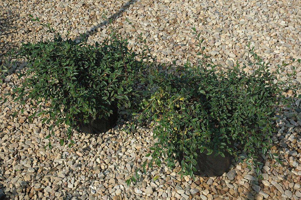 cotoneaster-salicifolius-willow-leaved-cotoneaster