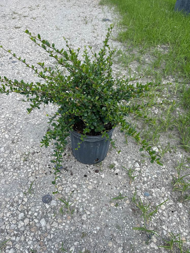 cotoneaster