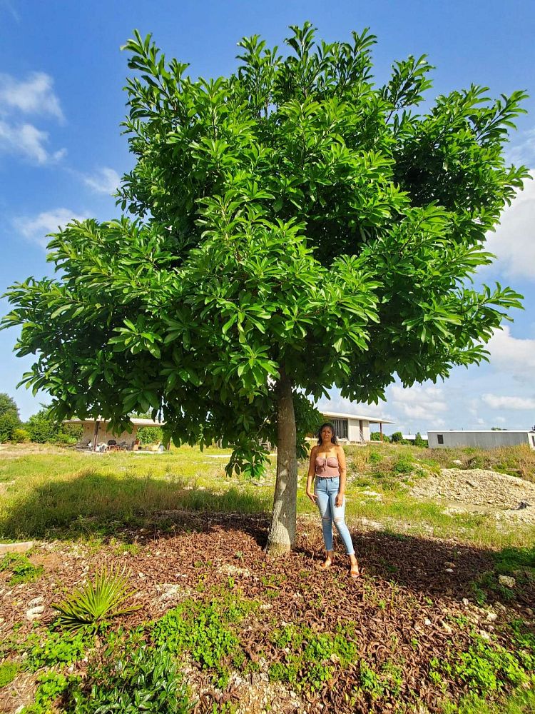 couroupita-guianensis-cannonball-tree