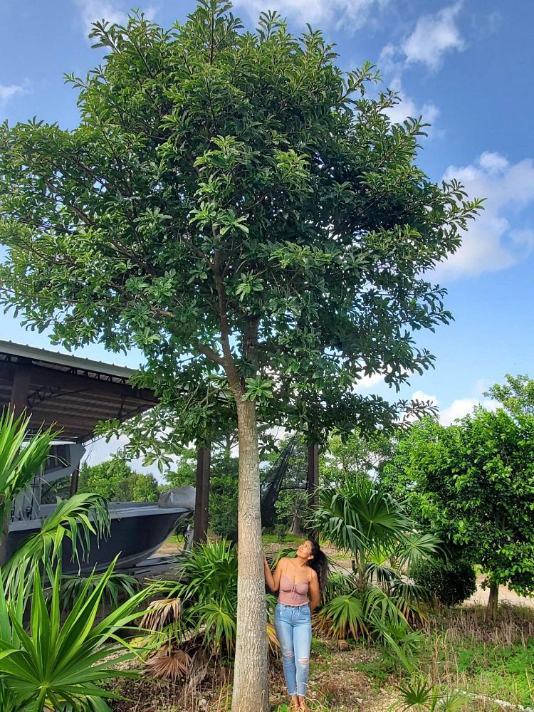 couroupita-guianensis-cannonball-tree