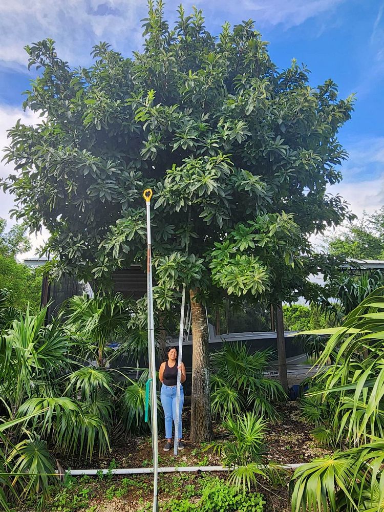 couroupita-guianensis-cannonball-tree