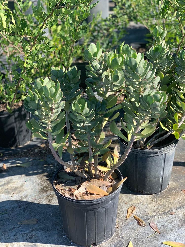 crassula-arborescens-beestebul-chinese-jade-money-plant-round-leaved-crassula-silver-dollar-plant-silver-jade