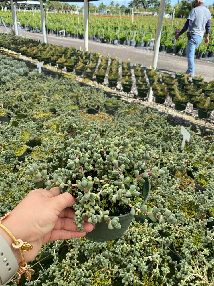 crassula-brevifolia