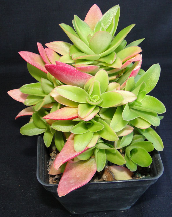 crassula-coccinea-campfire
